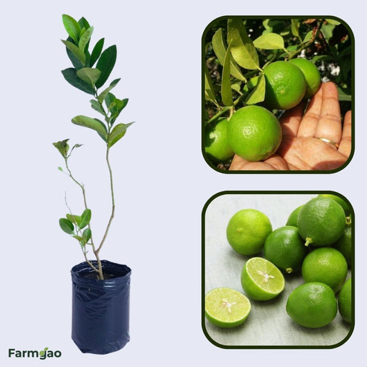 Kagzi Nimbu Plant Live Nimbu Tree Kagzi Lemon Citrus Limon Fruit Plant