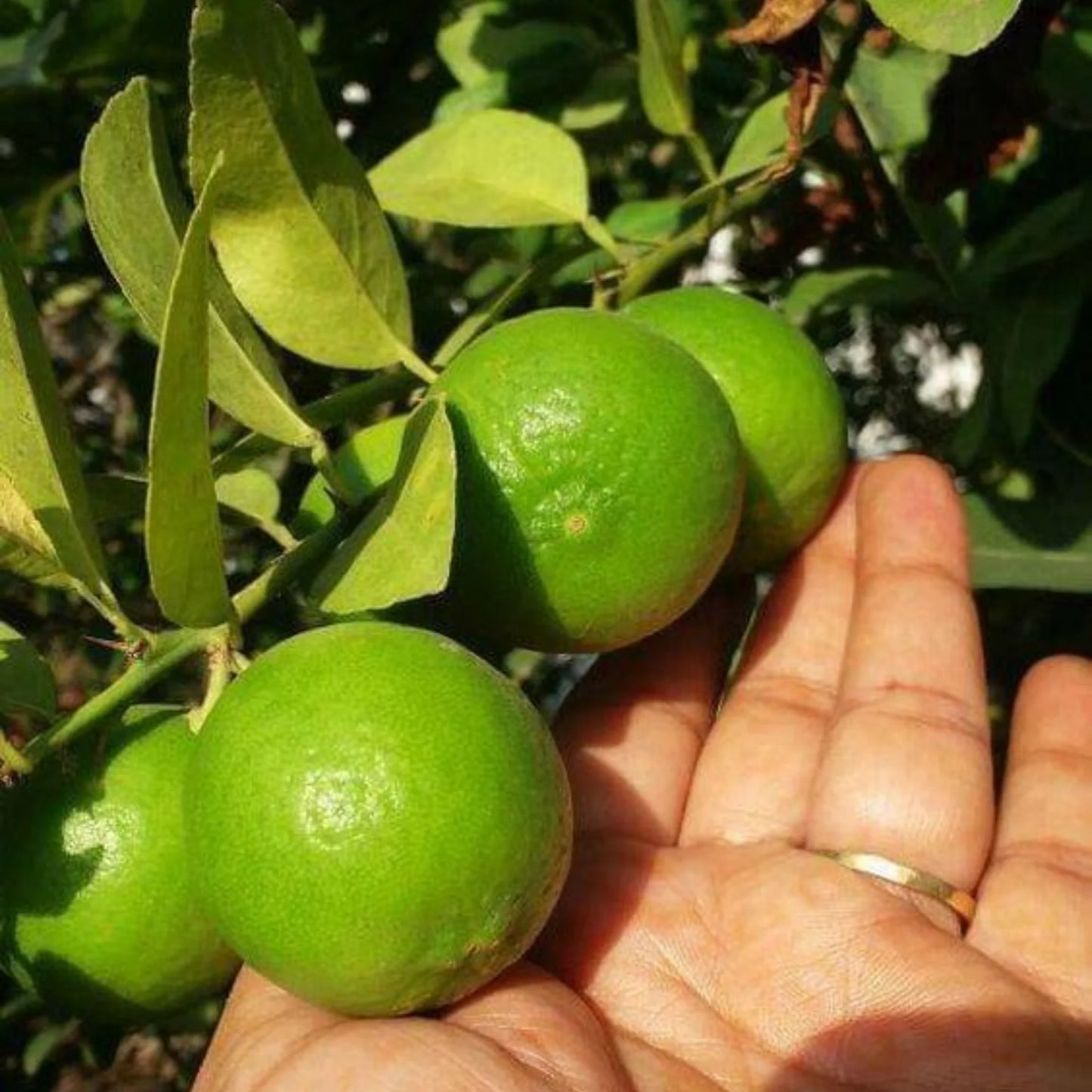 Kagzi Nimbu Plant Live Nimbu Tree Kagzi Lemon Citrus Limon Fruit Plant