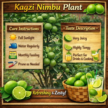 Kagzi Nimbu Plant Live Nimbu Tree Kagzi Lemon Citrus Limon Fruit Plant