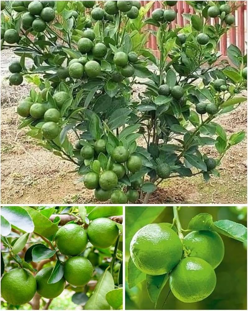 Kagzi Nimbu Plant Live Nimbu Tree Kagzi Lemon Citrus Limon Fruit Plant