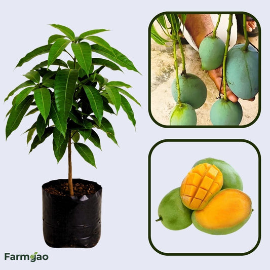 Kalepad Mango Aam Grafted Healthy Fruit Plant