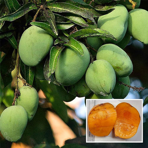 Kalepad Mango Aam Grafted Healthy Fruit Plant