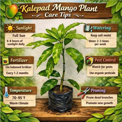 Kalepad Mango Aam Grafted Healthy Fruit Plant
