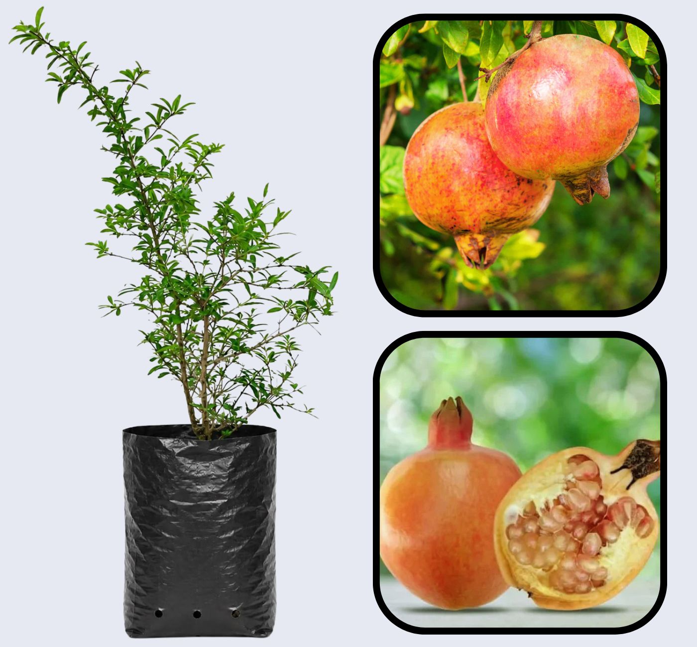 Kamel Pomegranate Grafted Fruit Plant – High Yielding Sweet Juicy Anar Tree Variety