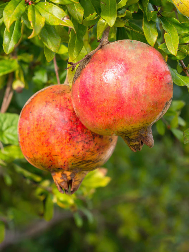 Kamel Pomegranate Grafted Fruit Plant – High Yielding Sweet Juicy Anar Tree Variety