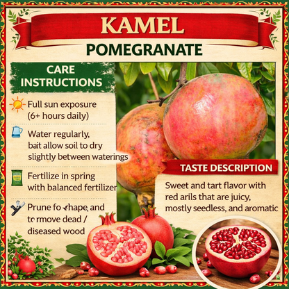 Kamel Pomegranate Grafted Fruit Plant – High Yielding Sweet Juicy Anar Tree Variety