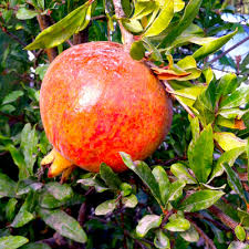 Kamel Pomegranate Grafted Fruit Plant – High Yielding Sweet Juicy Anar Tree Variety