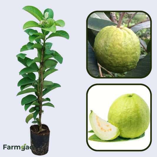 Kampuchea White Guava Air Layered Healthy Fruit Plant