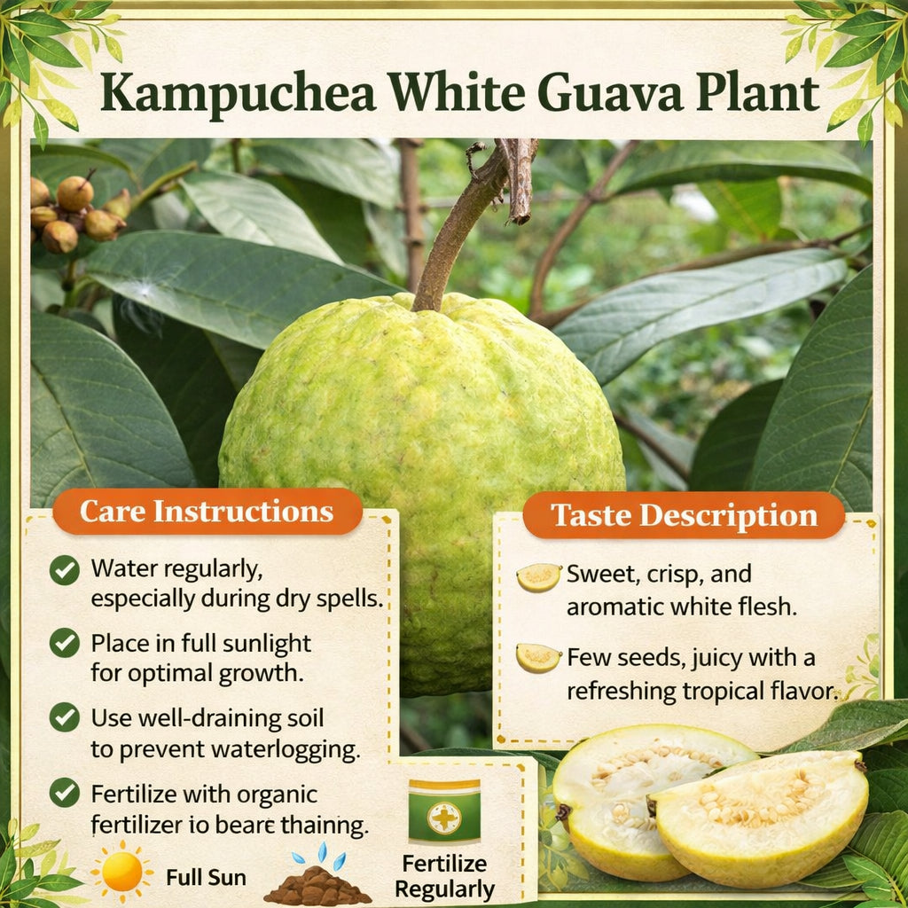 Kampuchea White Guava Air Layered Healthy Fruit Plant