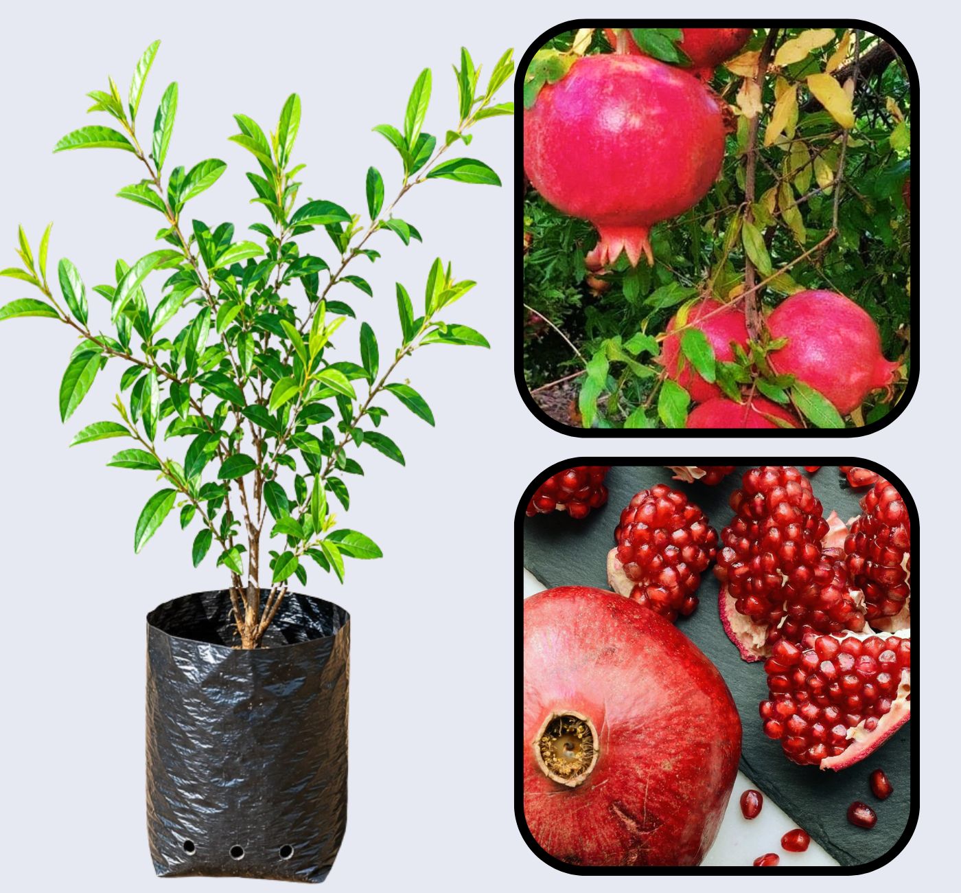 Kandhari Kabuli Pomegranate Grafted Fruit Plant – High Yielding Sweet Juicy Anar Tree Variety