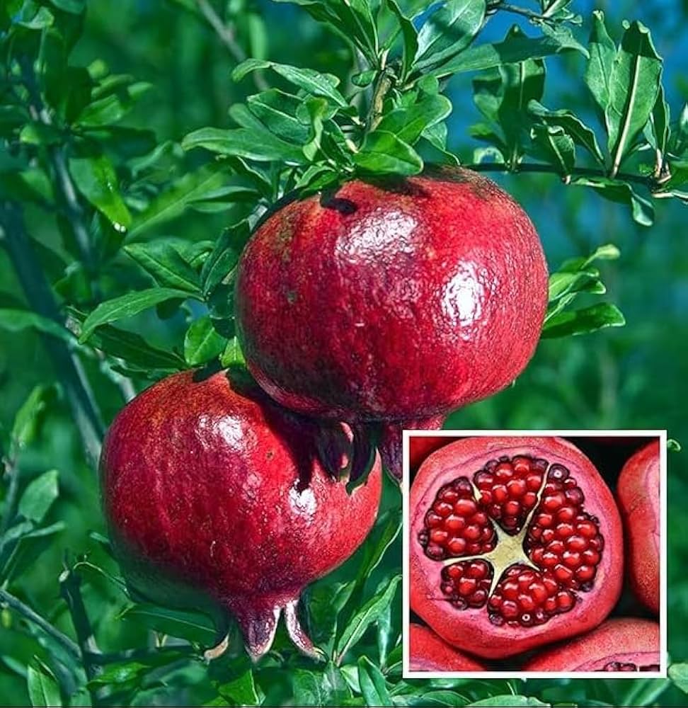 Kandhari Kabuli Pomegranate Grafted Fruit Plant – High Yielding Sweet Juicy Anar Tree Variety