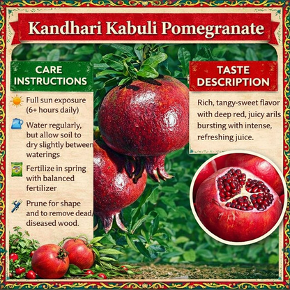 Kandhari Kabuli Pomegranate Grafted Fruit Plant – High Yielding Sweet Juicy Anar Tree Variety