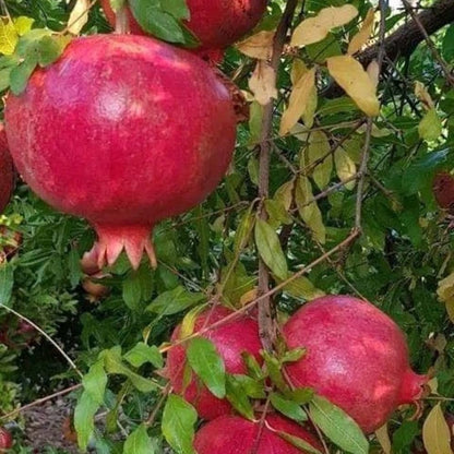 Kandhari Kabuli Pomegranate Grafted Fruit Plant – High Yielding Sweet Juicy Anar Tree Variety