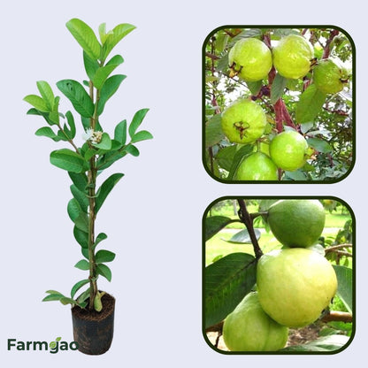 Kao Nam Pueng Guava Air Layered Healthy Fruit Plant