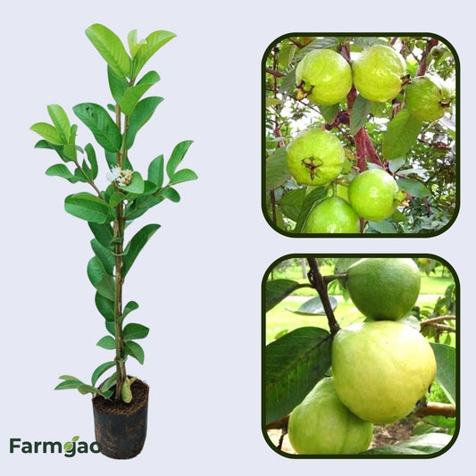 Kao Nam Pueng Guava Air Layered Healthy Fruit Plant