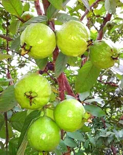 Kao Nam Pueng Guava Air Layered Healthy Fruit Plant