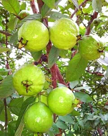 Kao Nam Pueng Guava Air Layered Healthy Fruit Plant