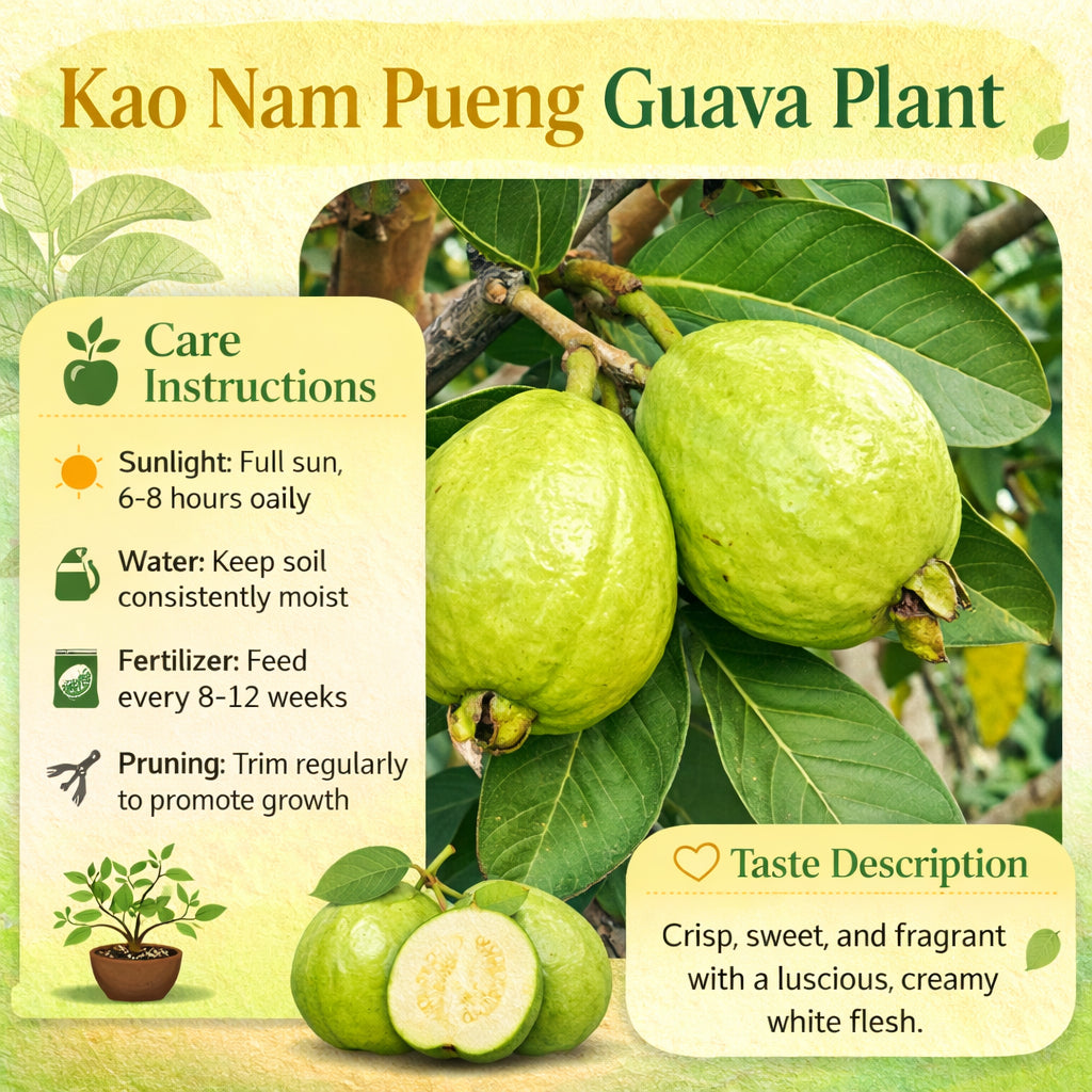 Kao Nam Pueng Guava Air Layered Healthy Fruit Plant