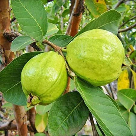 Kao Nam Pueng Guava Air Layered Healthy Fruit Plant
