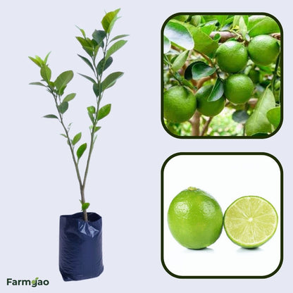 Karnataka Local Lemon Plant Live Nimbu Tree Kagzi Lemon Citrus Limon Fruit Plant