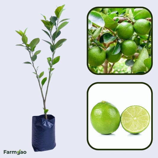 Karnataka Local Lemon Plant Live Nimbu Tree Kagzi Lemon Citrus Limon Fruit Plant
