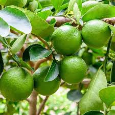 Karnataka Local Lemon Plant Live Nimbu Tree Kagzi Lemon Citrus Limon Fruit Plant