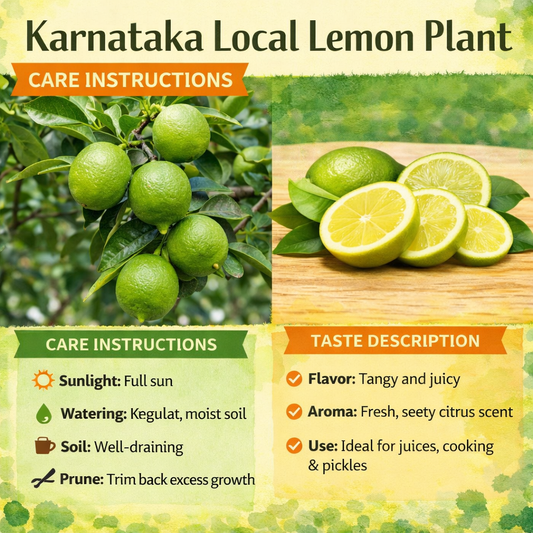 Karnataka Local Lemon Plant Live Nimbu Tree Kagzi Lemon Citrus Limon Fruit Plant