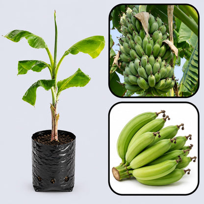 Karpuravalli Banana Healthy Sweet  Tissue Cultured Fruit Plant