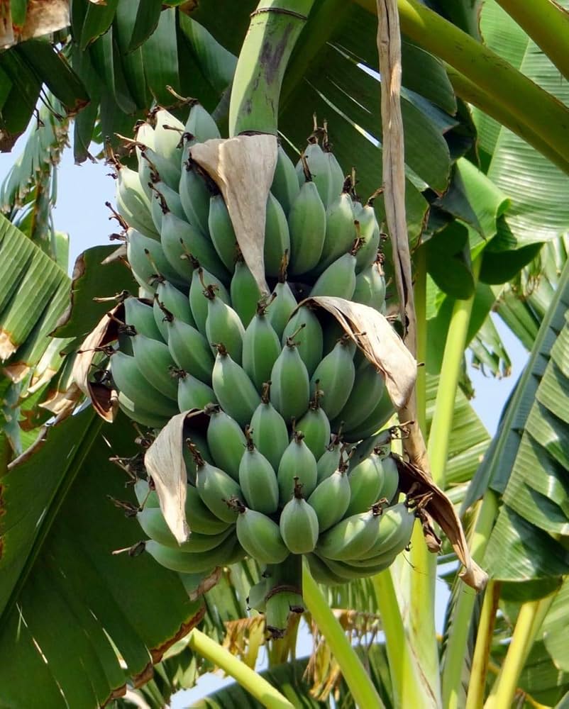 Karpuravalli Banana Healthy Sweet  Tissue Cultured Fruit Plant