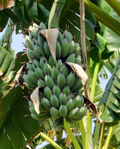 Karpuravalli Banana Healthy Sweet  Tissue Cultured Fruit Plant