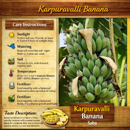 Karpuravalli Banana Healthy Sweet  Tissue Cultured Fruit Plant