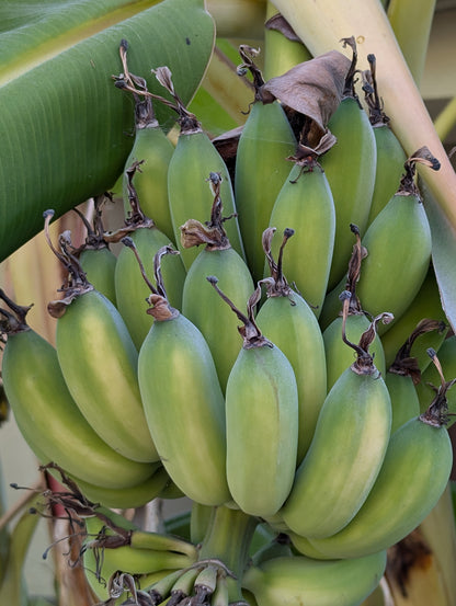 Karpuravalli Banana Healthy Sweet  Tissue Cultured Fruit Plant