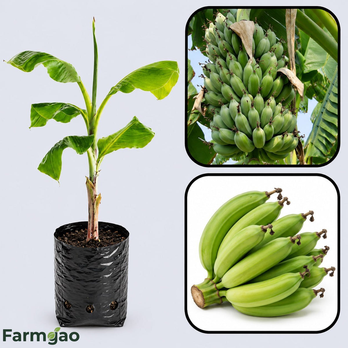 Karpuravalli Banana Healthy Sweet  Tissue Cultured Fruit Plant