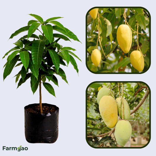 Katimon Mango Aam Grafted Healthy Fruit Plant