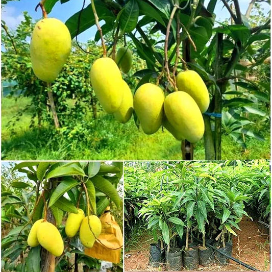 Katimon Mango Aam Grafted Healthy Fruit Plant
