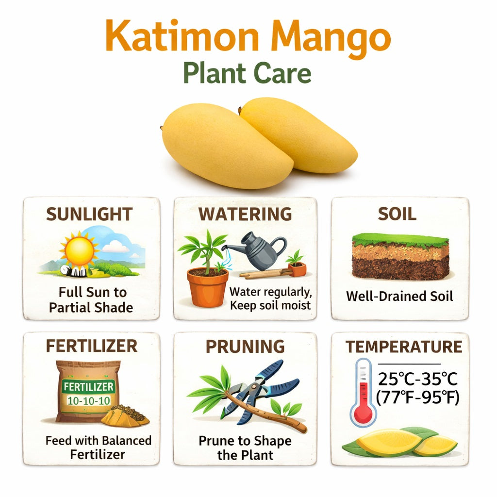 Katimon Mango Aam Grafted Healthy Fruit Plant