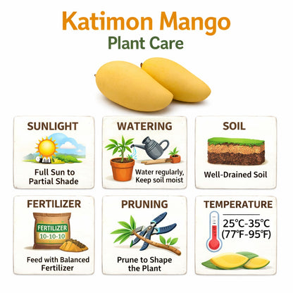 Katimon Mango Aam Grafted Healthy Fruit Plant