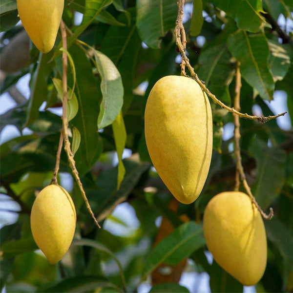 Katimon Mango Aam Grafted Healthy Fruit Plant