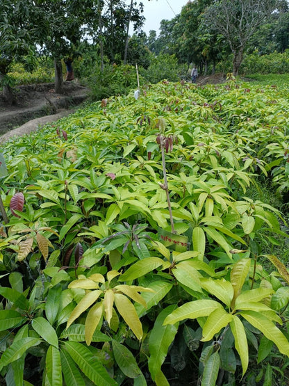 Katimon Mango Aam Grafted Healthy Fruit Plant