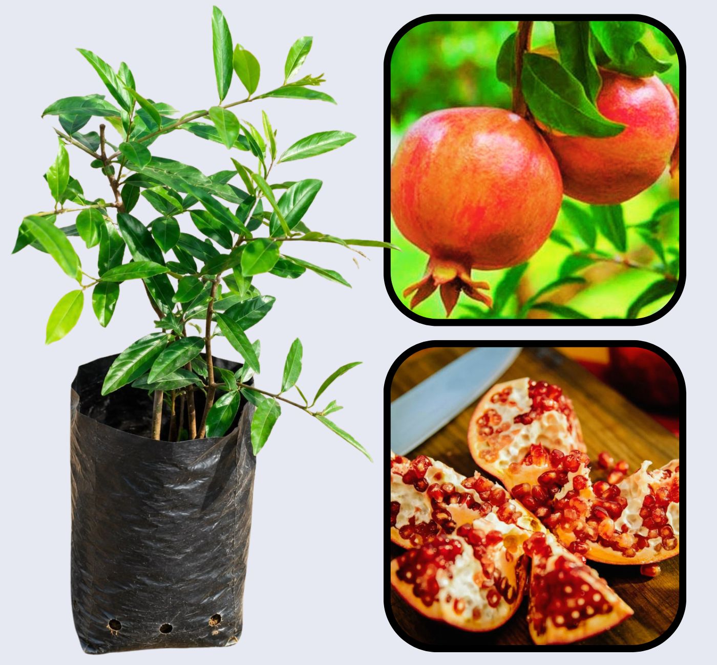 Katirbasi Pomegranate Grafted Fruit Plant – High Yielding Sweet Juicy Anar Tree Variety