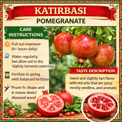 Katirbasi Pomegranate Grafted Fruit Plant – High Yielding Sweet Juicy Anar Tree Variety
