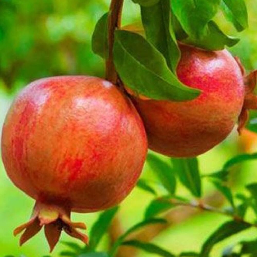 Katirbasi Pomegranate Grafted Fruit Plant – High Yielding Sweet Juicy Anar Tree Variety