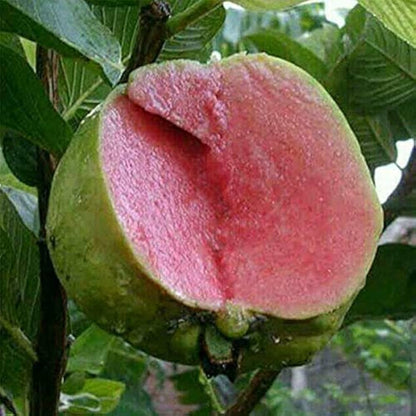 Kauai Pink Guava Air Layered Healthy Fruit Plant