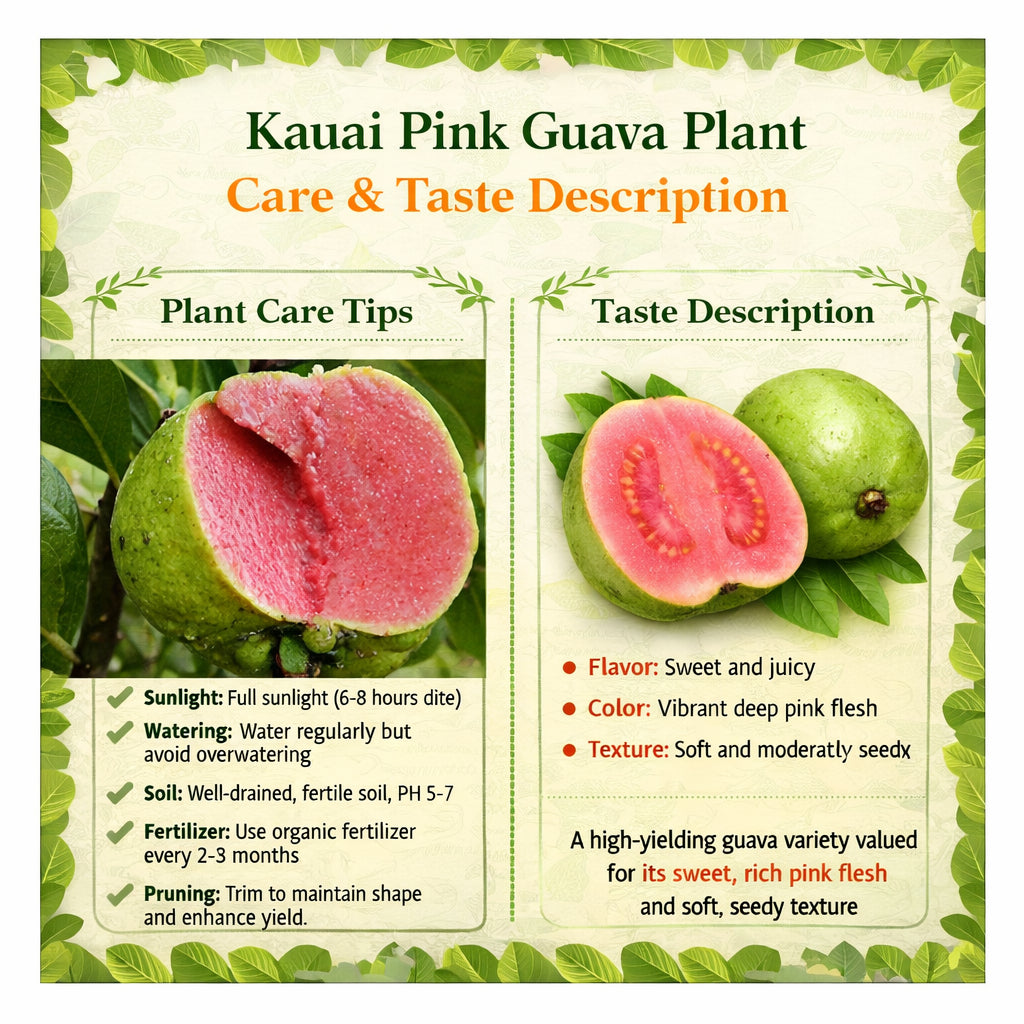 Kauai Pink Guava Air Layered Healthy Fruit Plant