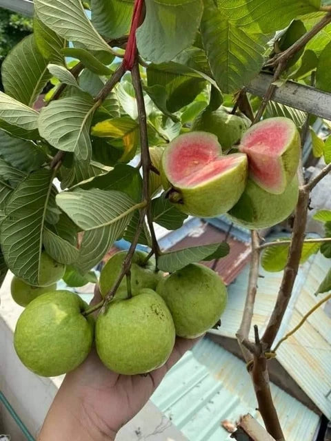 Kaveri Pink Guava Air Layered Healthy Fruit Plant