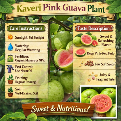 Kaveri Pink Guava Air Layered Healthy Fruit Plant