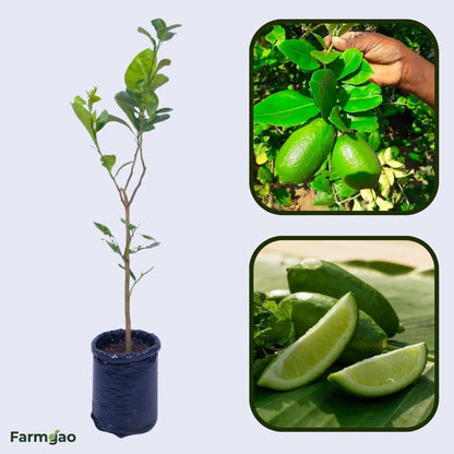 Kazi Nemu Plant Live Nimbu Tree Kagzi Lemon Citrus Limon Fruit Plant
