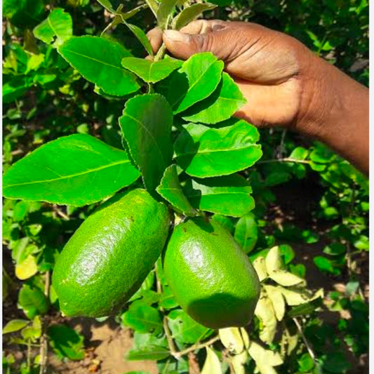 Kazi Nemu Plant Live Nimbu Tree Kagzi Lemon Citrus Limon Fruit Plant