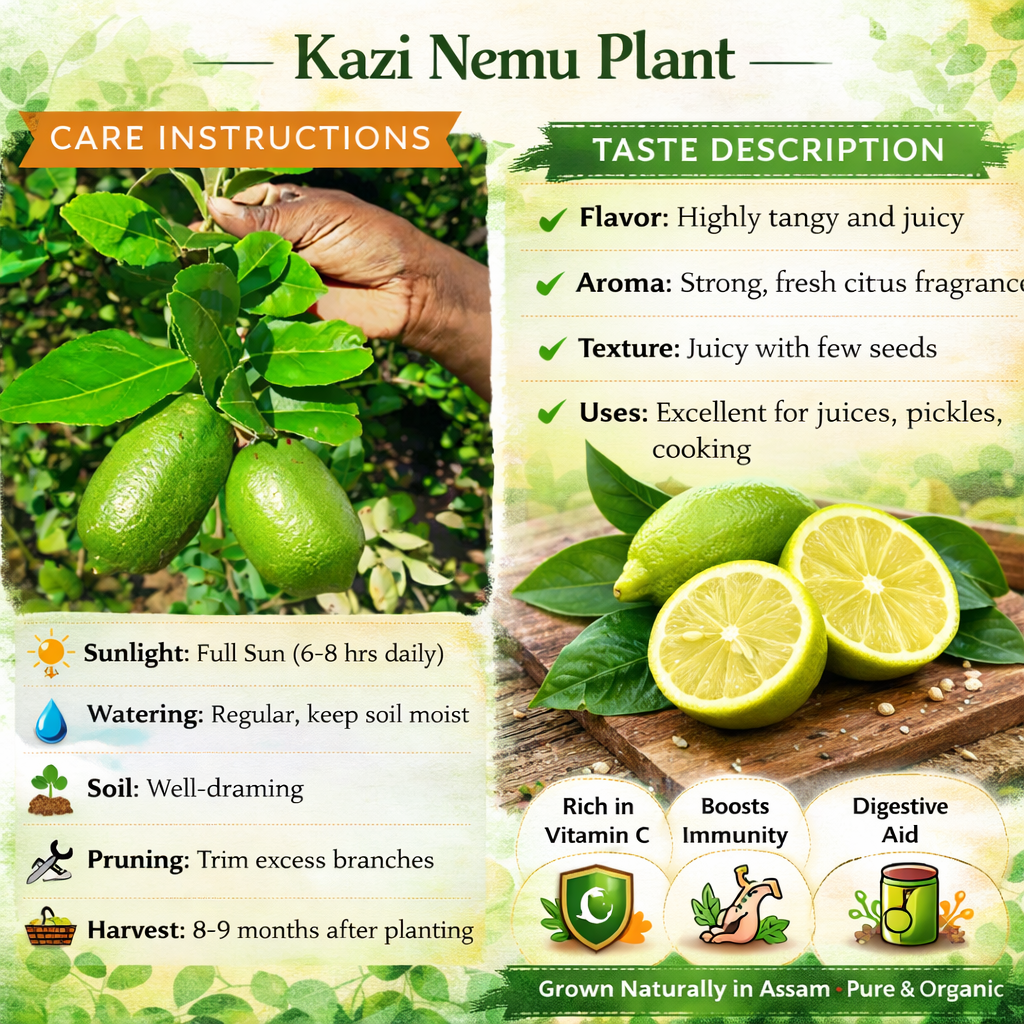 Kazi Nemu Plant Live Nimbu Tree Kagzi Lemon Citrus Limon Fruit Plant