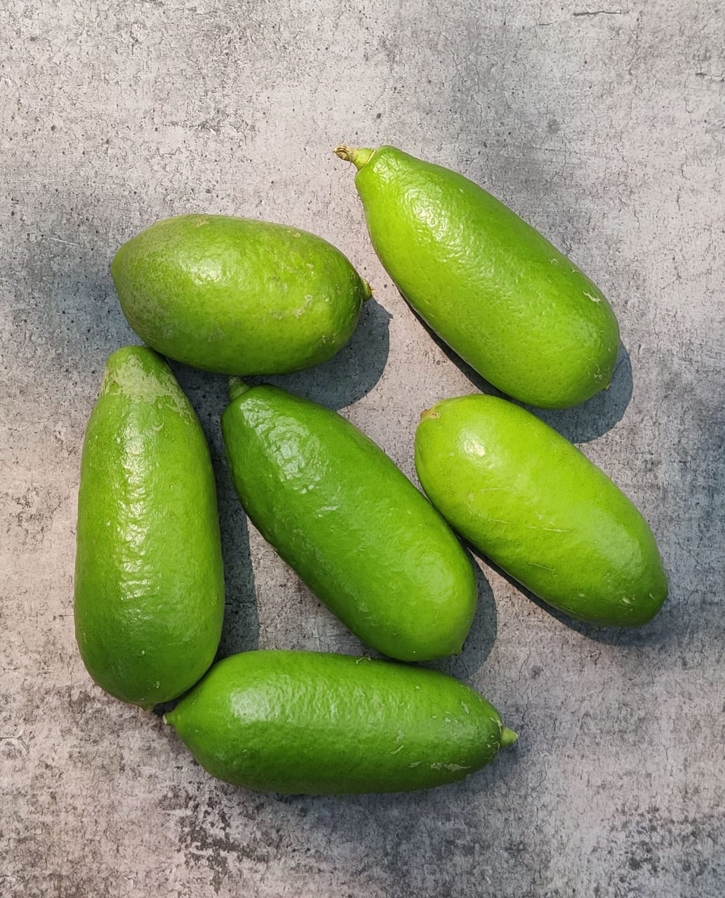 Kazi Nemu Plant Live Nimbu Tree Kagzi Lemon Citrus Limon Fruit Plant